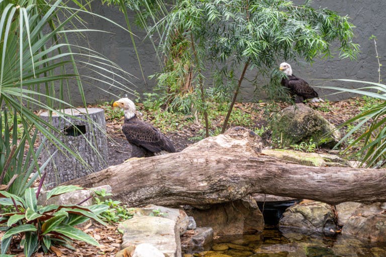 Central Florida Zoo's Bald Eagles 